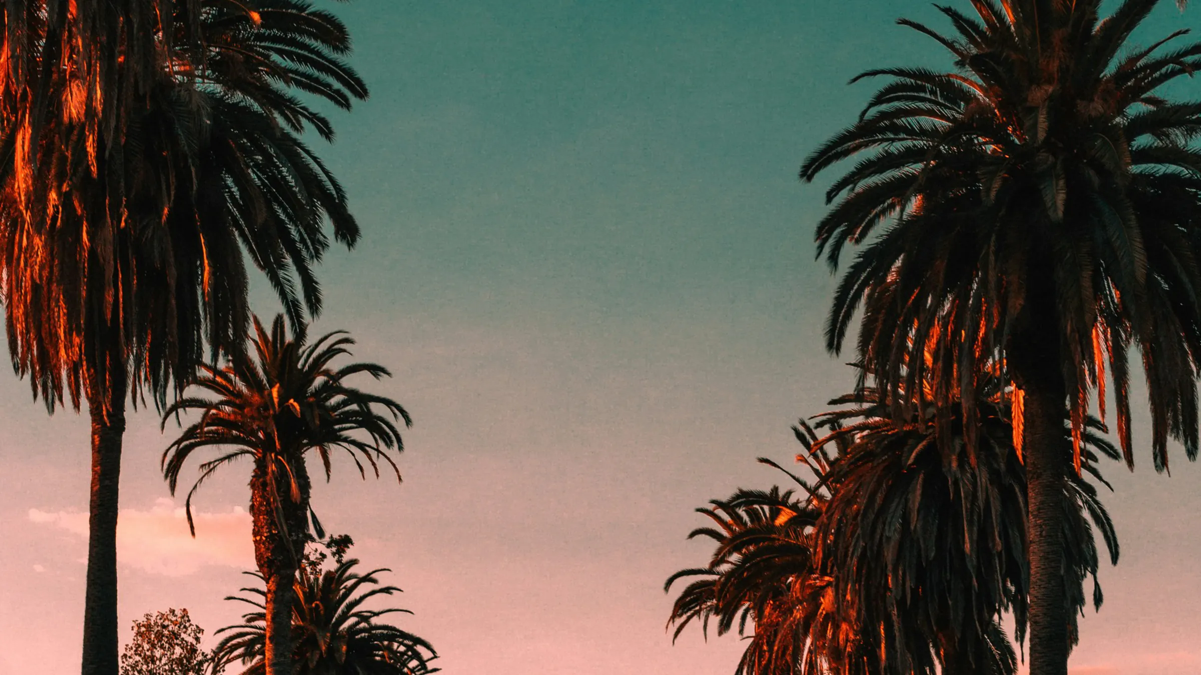 Palm trees against a teal and pink dusk sky
